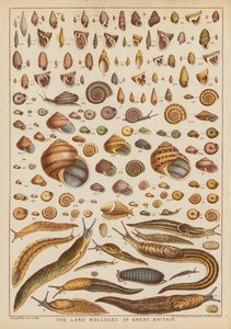 The land mollusks of Great Britain (farvet stik) af English School