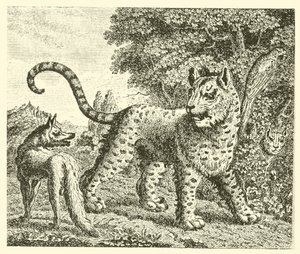 Leoparden og ræven (kobberstik) af English School