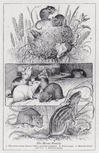 Musefamilien (litho) af English School