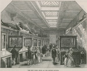 Det nye Coral Room på British Museum af English School