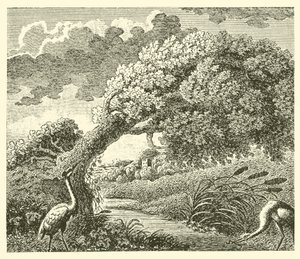 Egetræet og rørbladet (gravering) af English School