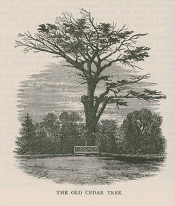 Det gamle cedertræ, Holland House af English School