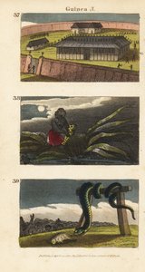 Kongen af Dahomeys palads i Abomey 37, en afrikansk mand, der skjuler en fetich 38, og folk i Whydah, der tilbeder en enorm slange 39 af English School