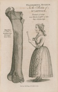 Oberschenkelknochen des Mammuts