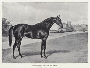 Fuldblodshingst "St Simon" (litho) af English School