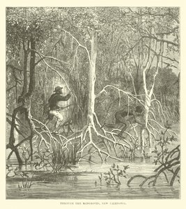 Gennem mangroverne, Ny Kaledonien af English School