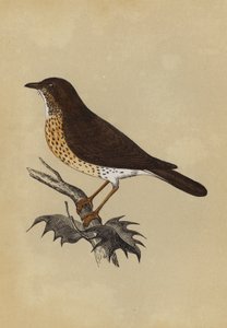 Drossel (farvelitografi) af English School