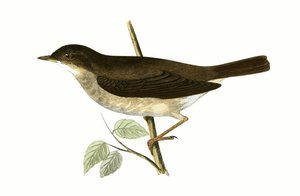 Thrush Nightingale, illustration fra 