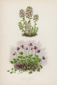 Thymus Striatus; Erpetion Reniforme (farvelitografi) af English School