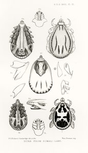 Zecken aus Somaliland, Illustration aus The Hope Reports, Bd. II, 1897-1900, herausgegeben von Edward B. Poulton, Oxford, 1901 von English School