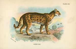 Tiger-kat af English School