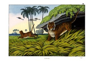 Tiger af English School