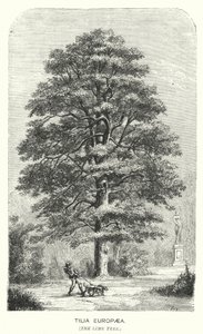 Tilia Europaea, The Lime Tree (gravering) af English School