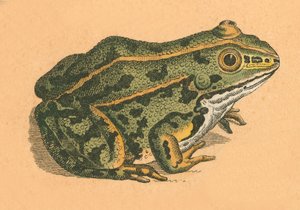 Tudse eller frø af English School