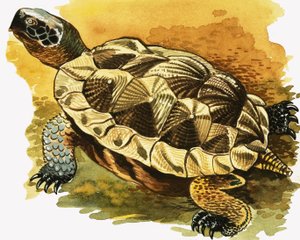 Skildpadde af English School