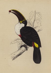 Tukan (farve litho) af English School