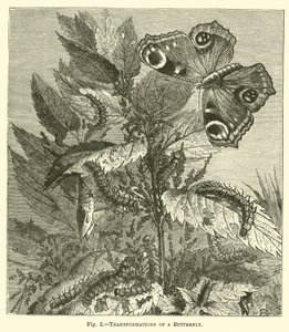 Forvandlinger af en sommerfugl af English School