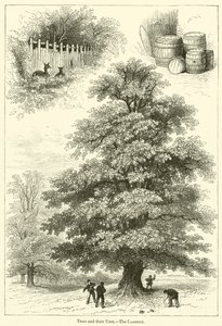 Træer og deres anvendelser, Kastanjen (gravering) af English School