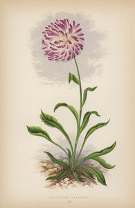 Trichinium Manglesii (farve) af English School