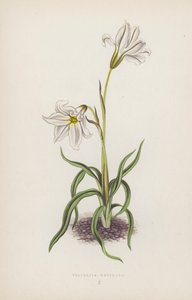 Triteleia Uniflora (farvelitografi) af English School