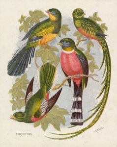 Trocons (farve litho) af English School