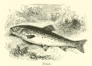 Ørred af English School