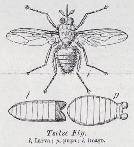 Tsetse flue (litho) af English School
