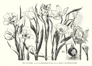 Tulipaner; samme crimson blomst; gul; karmosinrød; hvid (gravering) af English School