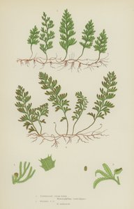 Tunbridge Filmy-Fern, Wilsons Filmy-Fern (farve litho) af English School