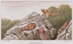 To-plettet sugekop (farvet litho) af English School