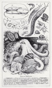 Typer af bløddyr (litho) af English School