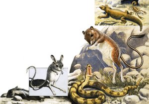 Uidentificerede dyr montage med jerboa, slange og skorpion af English School