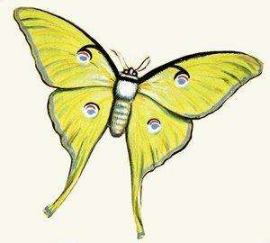 Uidentificeret sommerfugl af English School