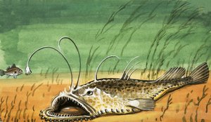 Uidentificeret fisk af English School