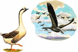 Uidentificerede gæs af English School