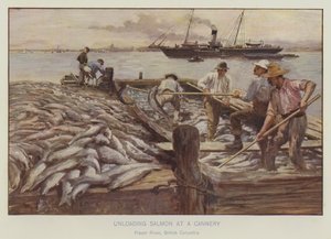 Entladen von Lachs in einer Konservenfabrik, Fraser River, British Columbia