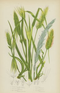 Opretstående havlyme-græs, hængende havlyme-græs, træbyg, engbyg, murbyg, havsidebyg (farve litho) af English School