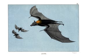 Vampir von English School