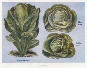 Grøntsagsavlervejledning: Salat (farve litho) af English School