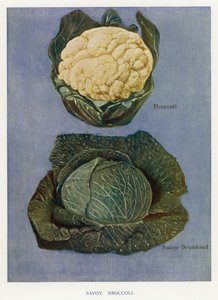 Grøntsagsavlervejledning: Savoy, Broccoli (farve litho) af English School