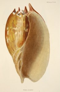 Veluta Georgina, fra The Mollusca and Radiata, pub. 1833 (håndfarvet gravering) af English School