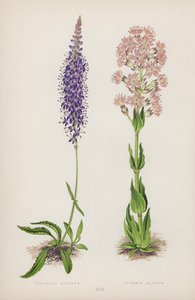 Veronica Spicata; Lychnis Alpina (farve litho) af English School