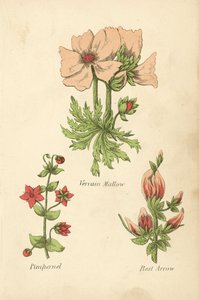 Vervain Mallow, Pimpernel, Rest Arrow (farvelitografi) af English School