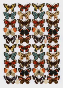 Victoriansk rester (chromolitho) af English School