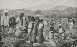 Udsigt over en tehave i Ceylon af English School