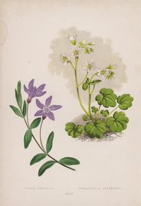 Vinca Herbacea; Romanzovia Sitchensis (farve litho) af English School