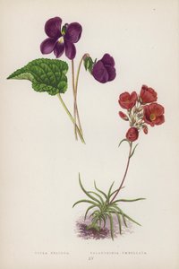 Viola Obliqua; Calandrinia Umbellata (farvelitografi) af English School