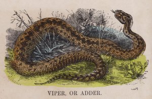 Viper or adderdani af English School