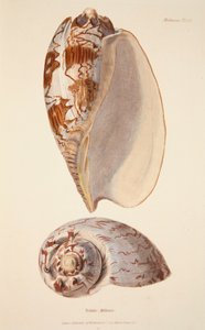 Voluta Miltonis, pub. 1833 håndfarvet gravering. af English School