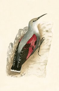 Wall Creeper, illustration fra 